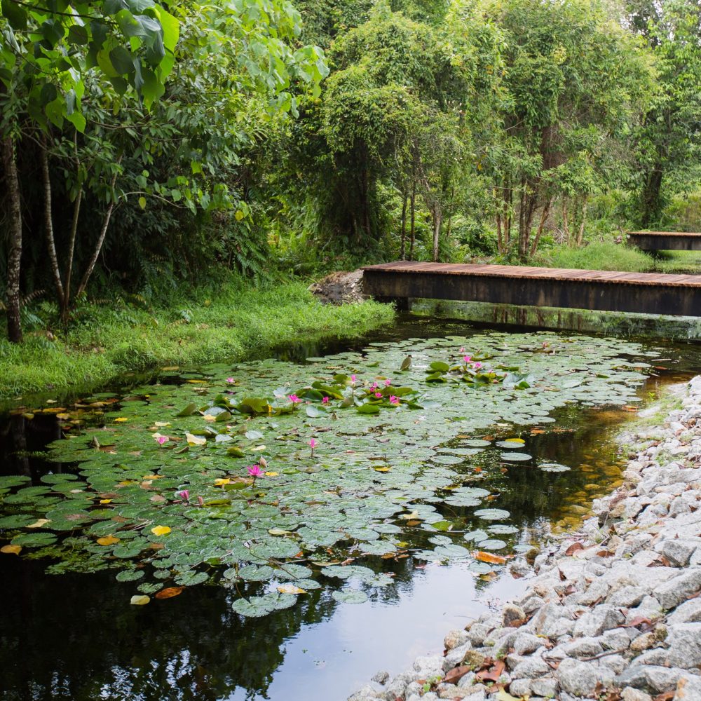 Our water lily pond