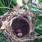 Birdnest
