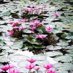 LilyPond